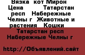 Вязка, кот Мирон › Цена ­ 500 - Татарстан респ., Набережные Челны г. Животные и растения » Кошки   . Татарстан респ.,Набережные Челны г.